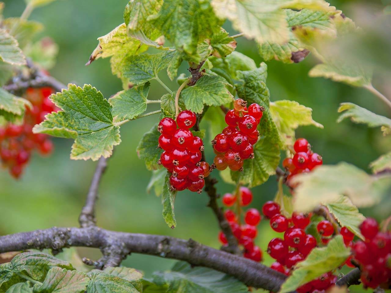 Beerenschnittkurs